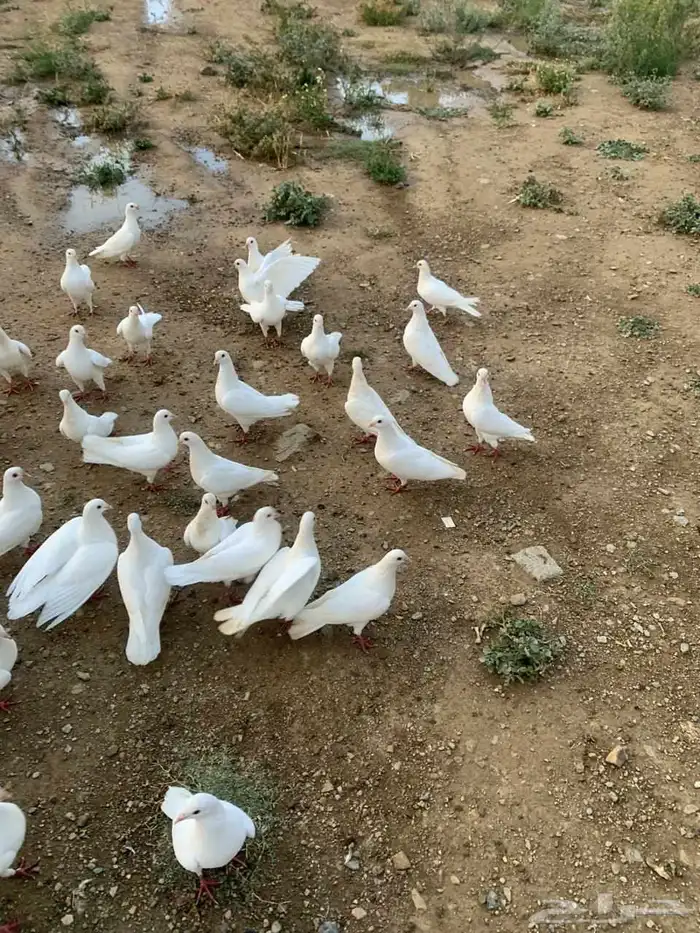 حمام فرنسي للبيع لدواعي السفر 0