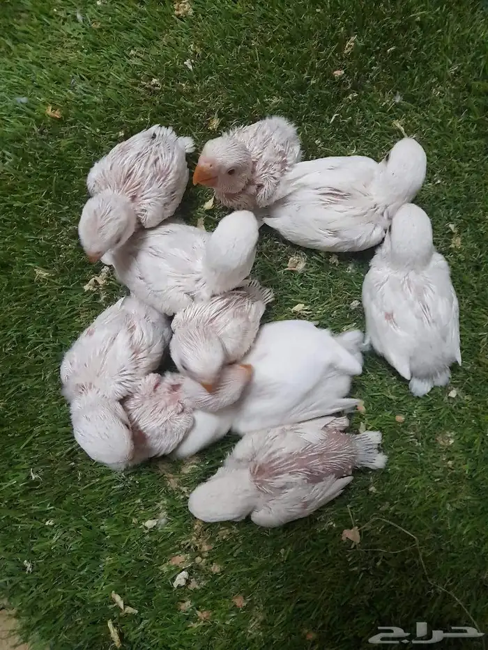 روز فروخ روز البينو غر تم البيع 9