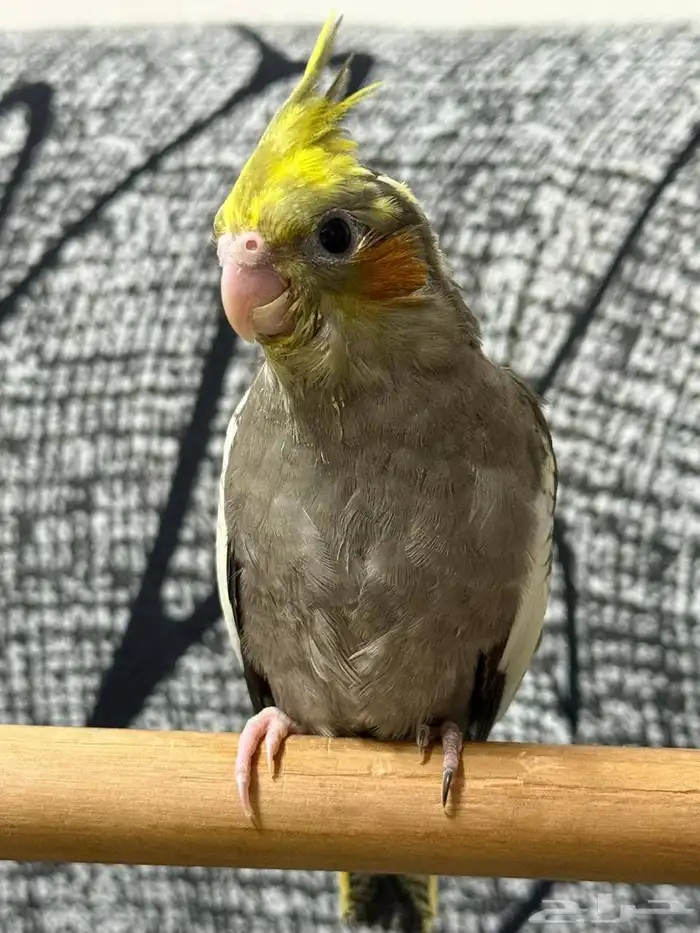 فرخ كروان اليفه 1