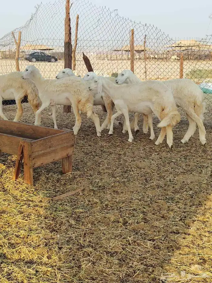 رخال حريه كفو 5