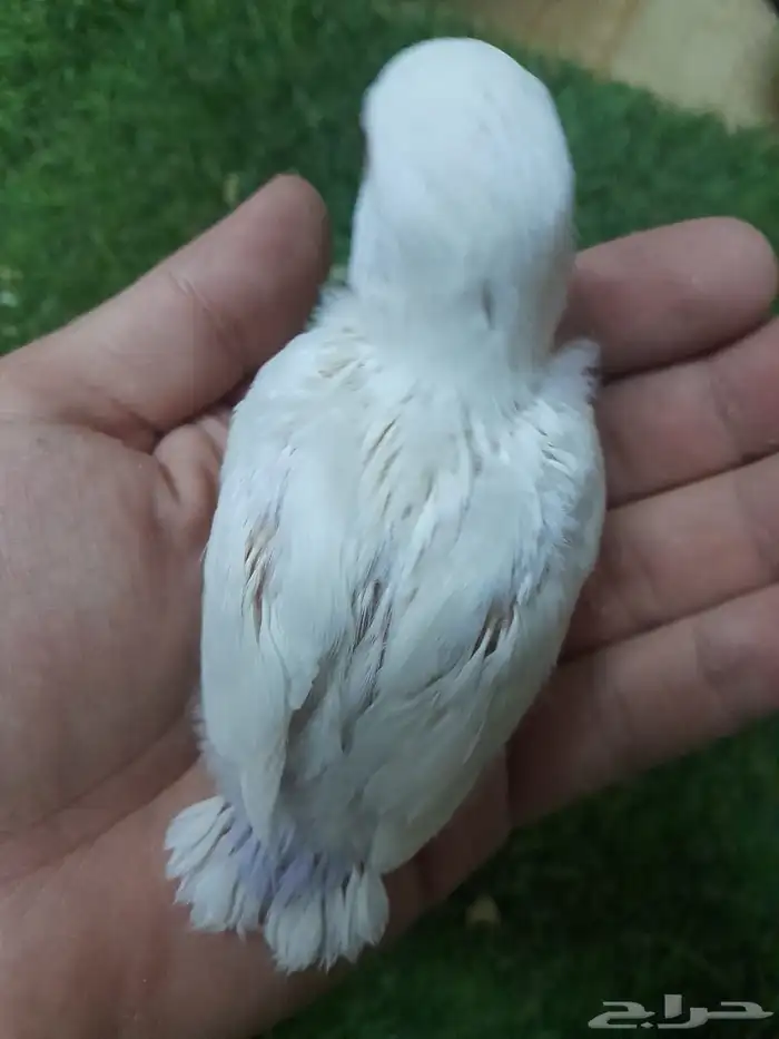 روز فروخ روز البينو غر تم البيع 3