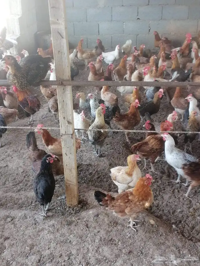 دجاج بلدي للبيع 0