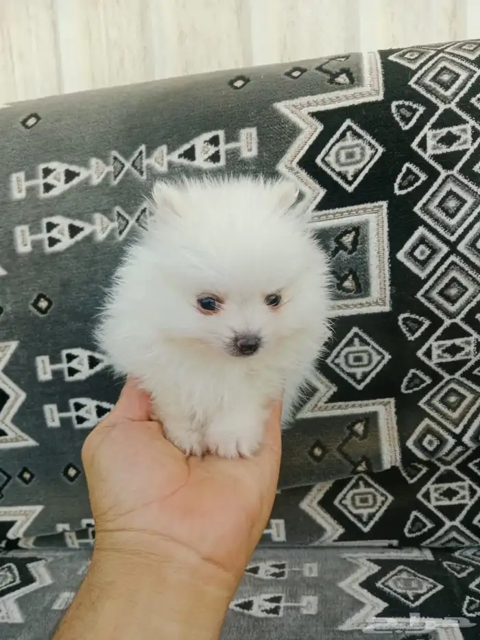 جراوي بومرنيان 2