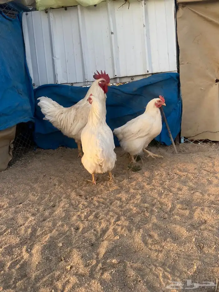 دجاج لوهمان بياض شرط 3