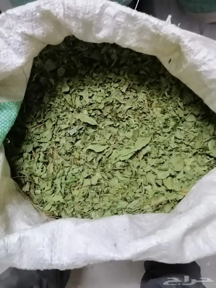 حناء المدينة المنورة عضوي 100   للبيع 0