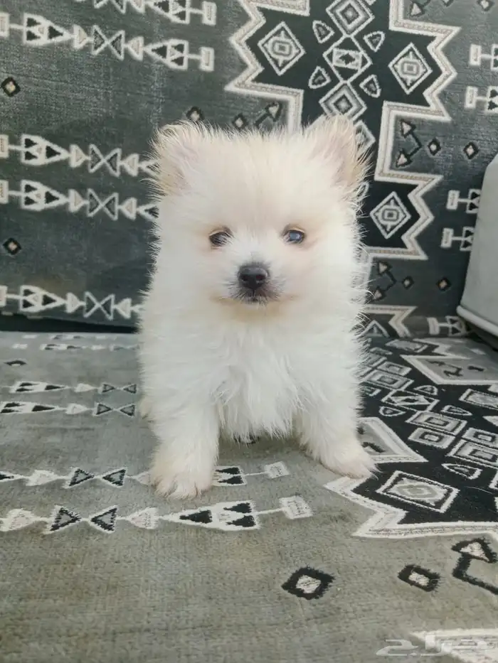 جراوي بومرنيان 0