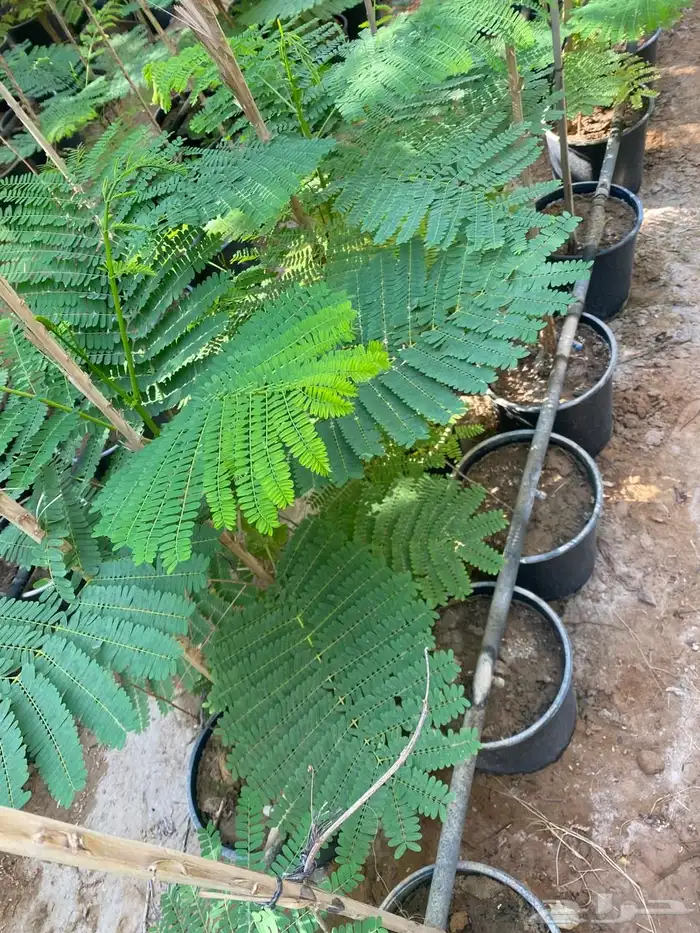 شتلات مشتل اشجار زينه 27