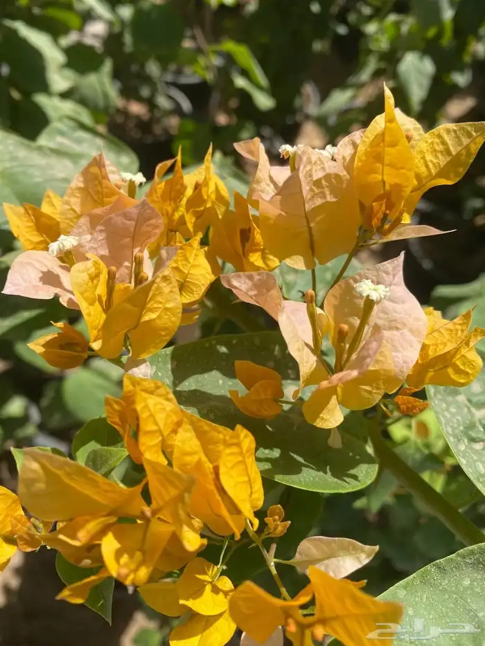 شتلات مشتل اشجار زينه 21