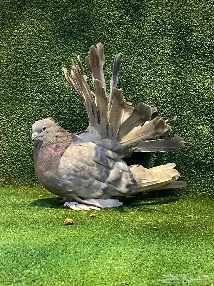 للبيع انثى رقاص امريكي 5