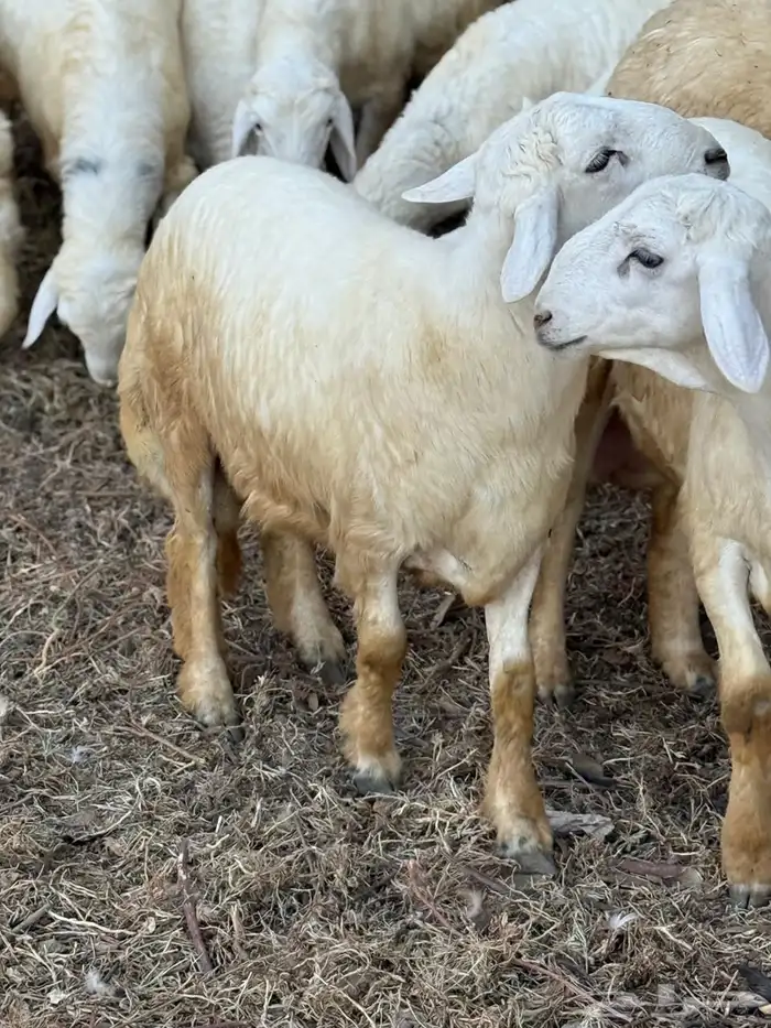 طليان في بلجرشي 3