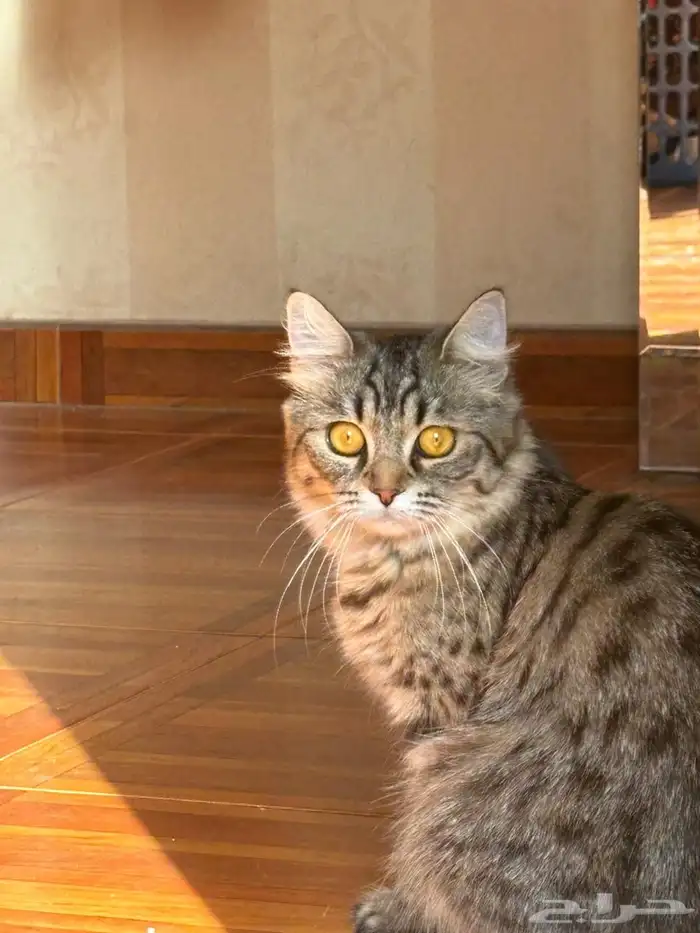 قطه ضايعه ابحر الشماليه 2