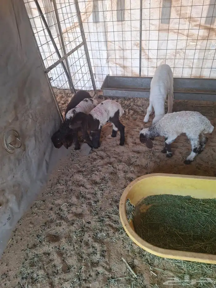 دواغير نعيمي 1