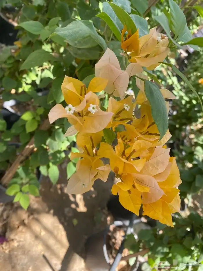 شتلات مشتل اشجار زينه 16