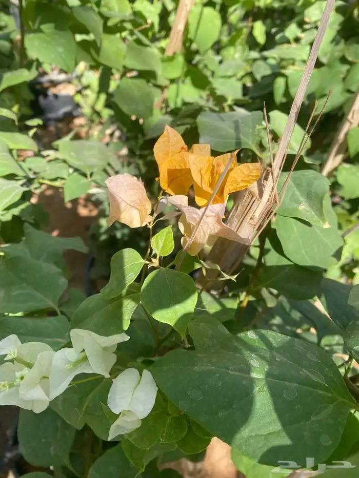 شتلات مشتل اشجار زينه 15