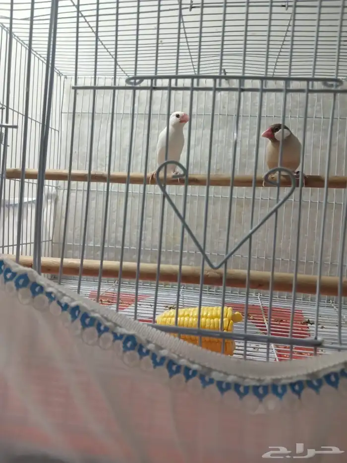 طيور جاوا البينو وكريمي عيون حمرا 0