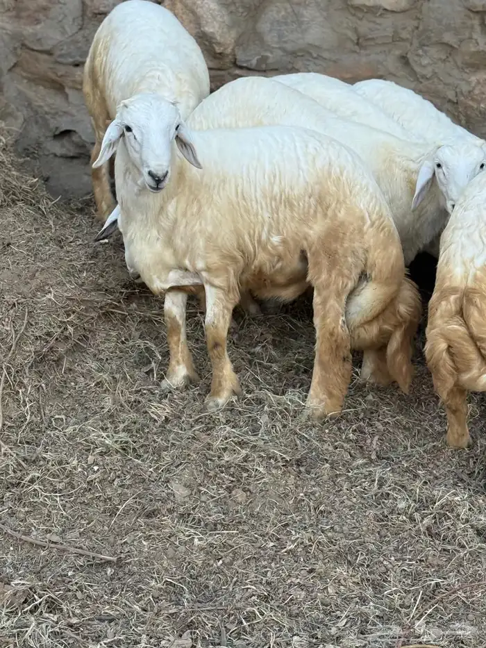 طليان في بلجرشي 0