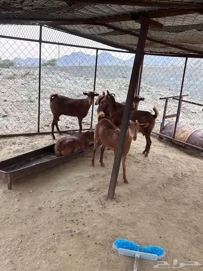 ماشاءالله الموقع محايل عسير 1