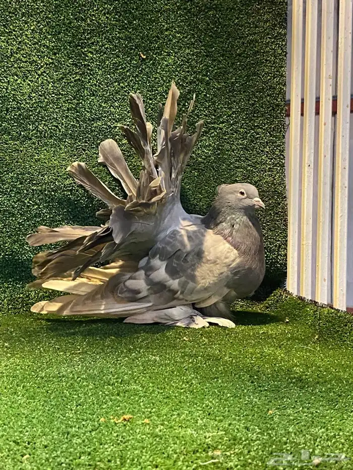 للبيع انثى رقاص امريكي 4