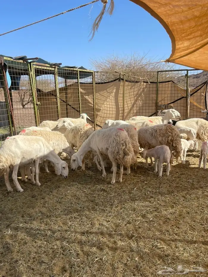 مطلوب ضان مقاني اي عدد اقصاط ولا دفعات 0