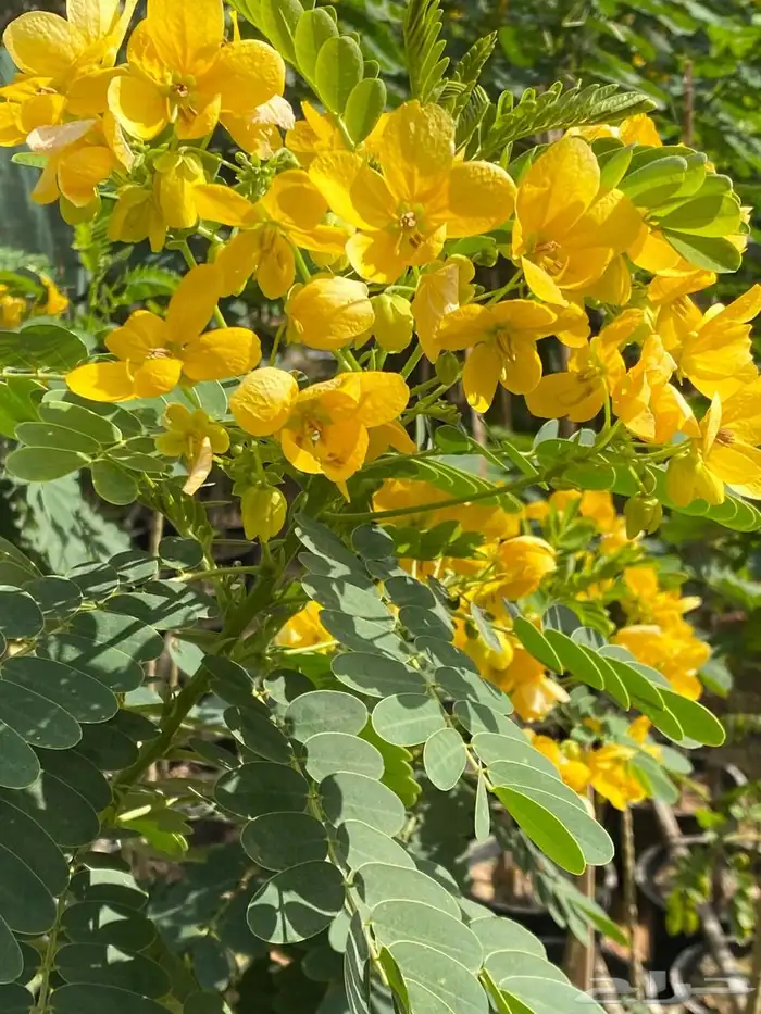 شتلات مشتل اشجار زينه 4