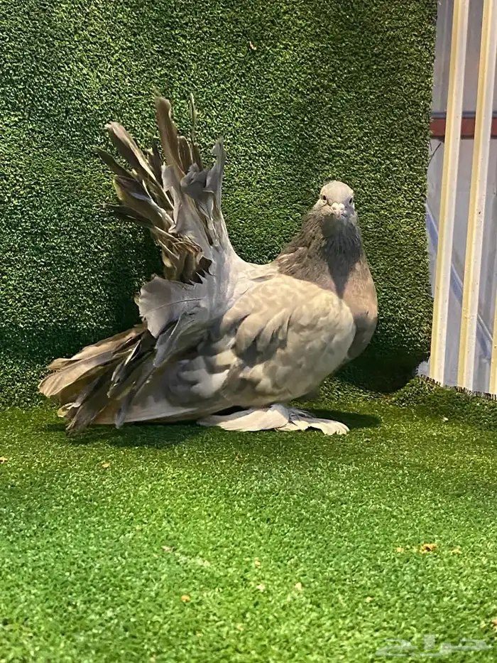 للبيع انثى رقاص امريكي 6