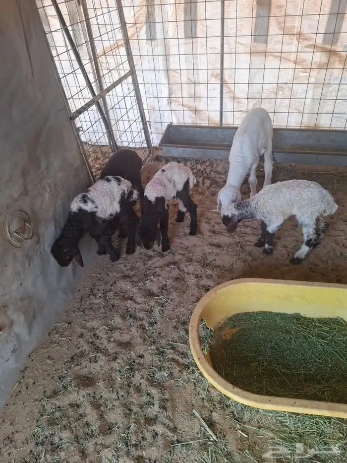 دواغير نعيمي 0