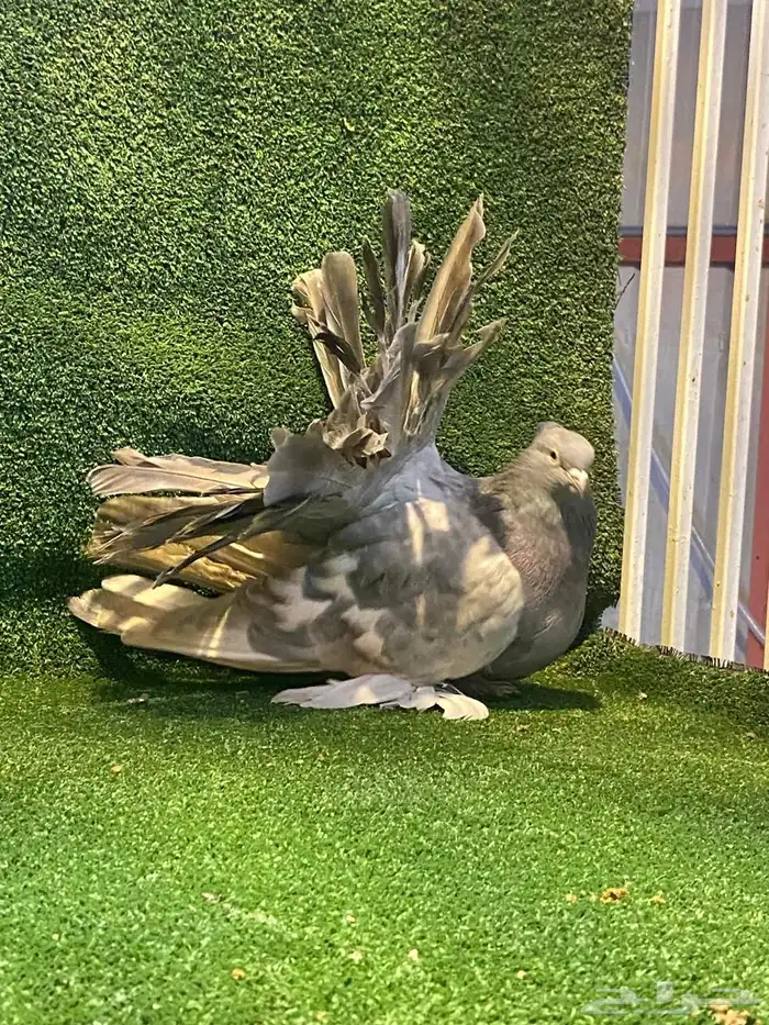 للبيع انثى رقاص امريكي 2