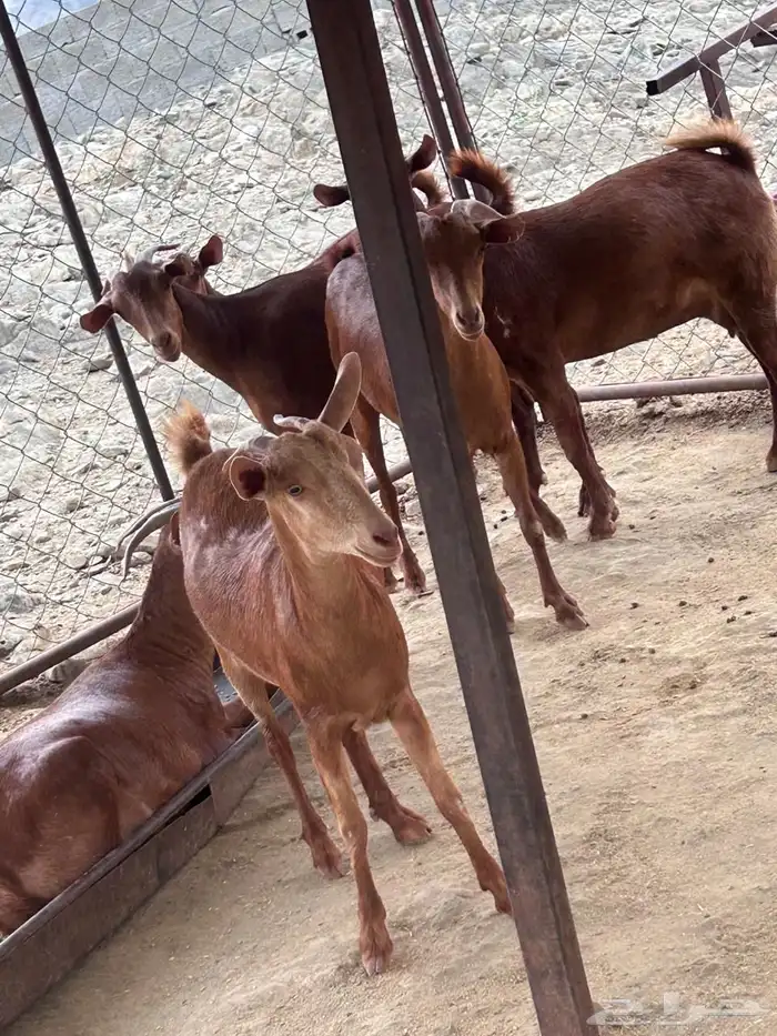 ماشاءالله الموقع محايل عسير 0