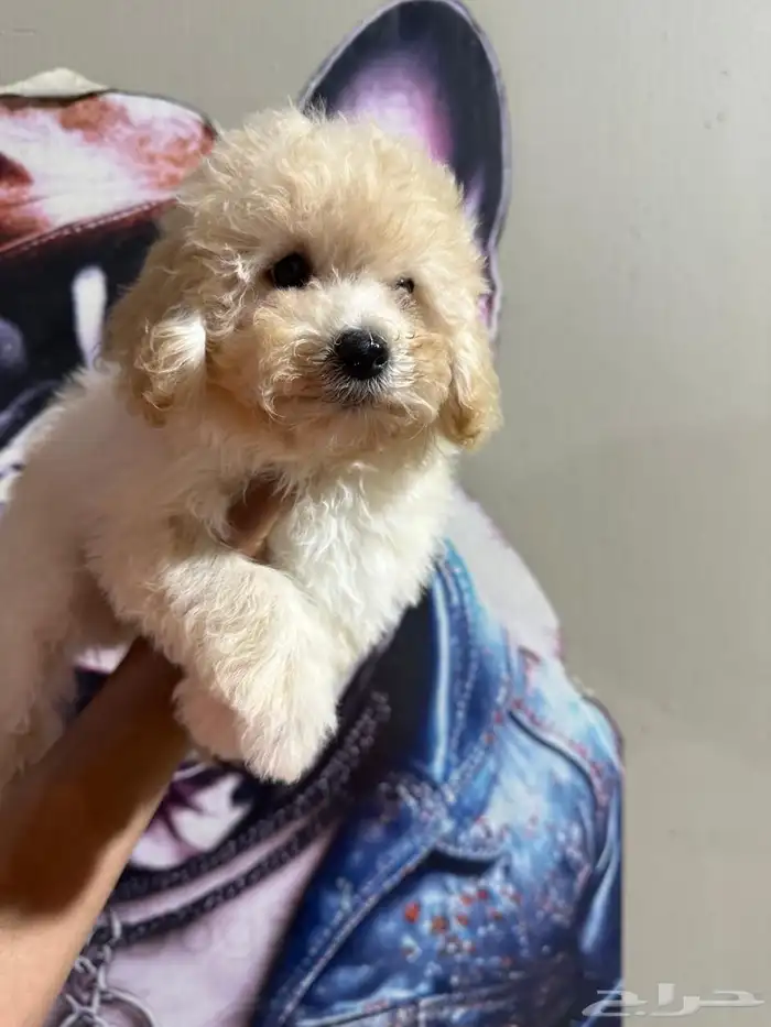 جراوي بودل لون ابيض 3