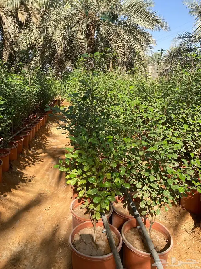 شتلات مشتل اشجار زينه 9