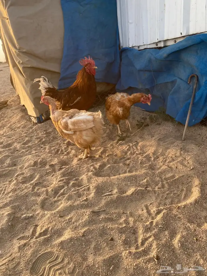 دجاج لوهمان بياض شرط 1