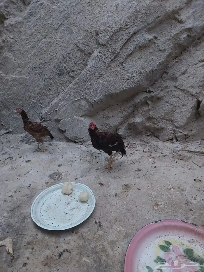 ديك و دجاج باكستاني 0