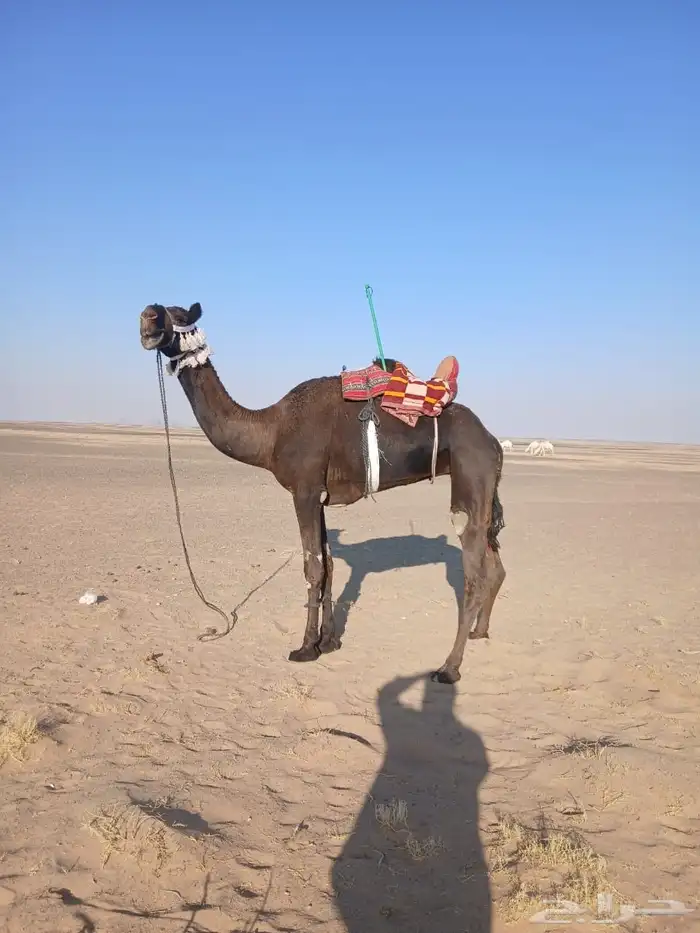 رحول مجهم كفو 0