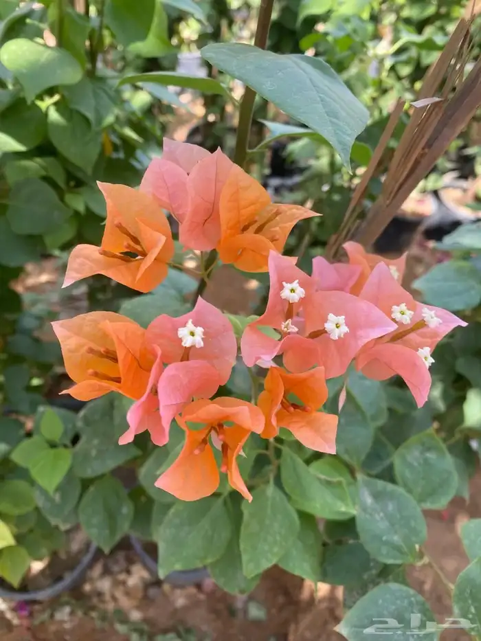 شتلات مشتل اشجار زينه 14