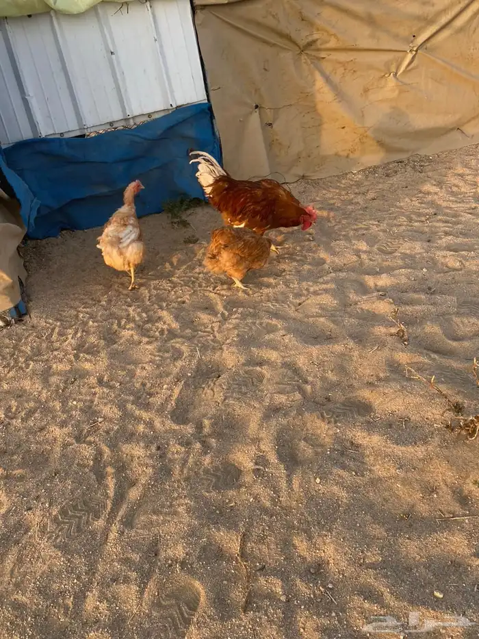 دجاج لوهمان بياض شرط 6