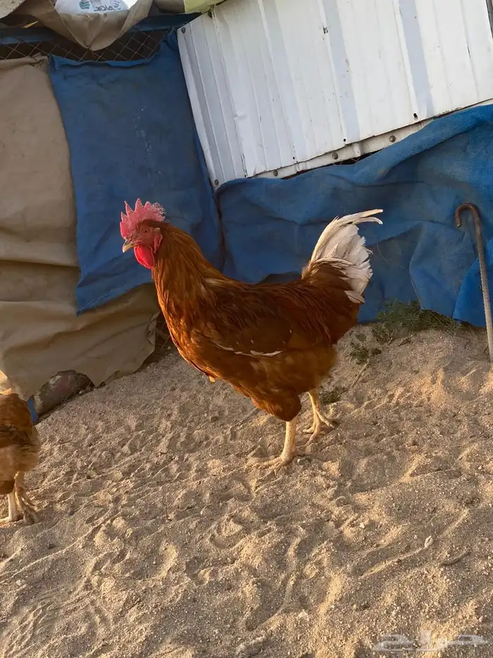 دجاج لوهمان بياض شرط 5