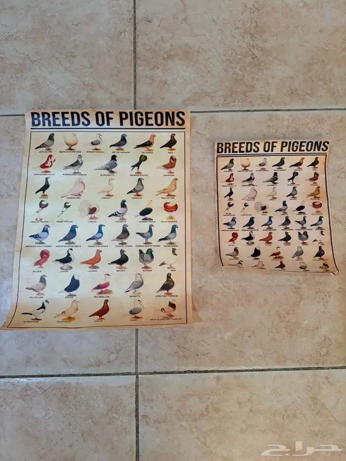 صور انواع الحمام 1