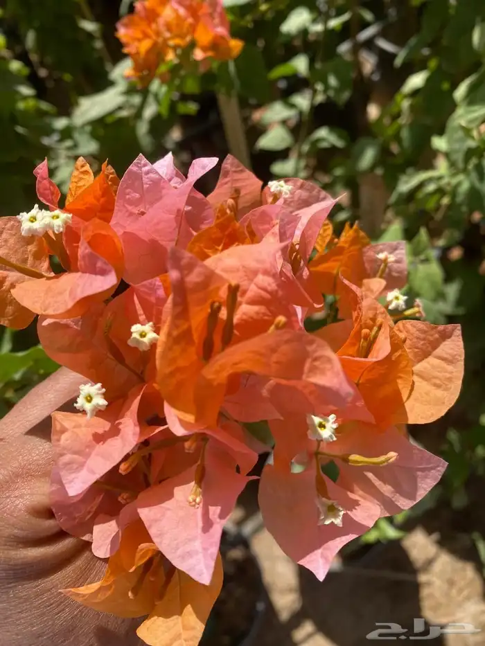 شتلات مشتل اشجار زينه 19