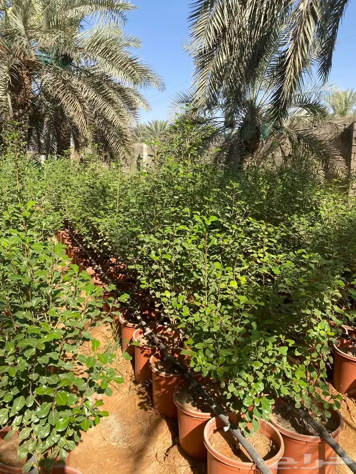 شتلات مشتل اشجار زينه 11