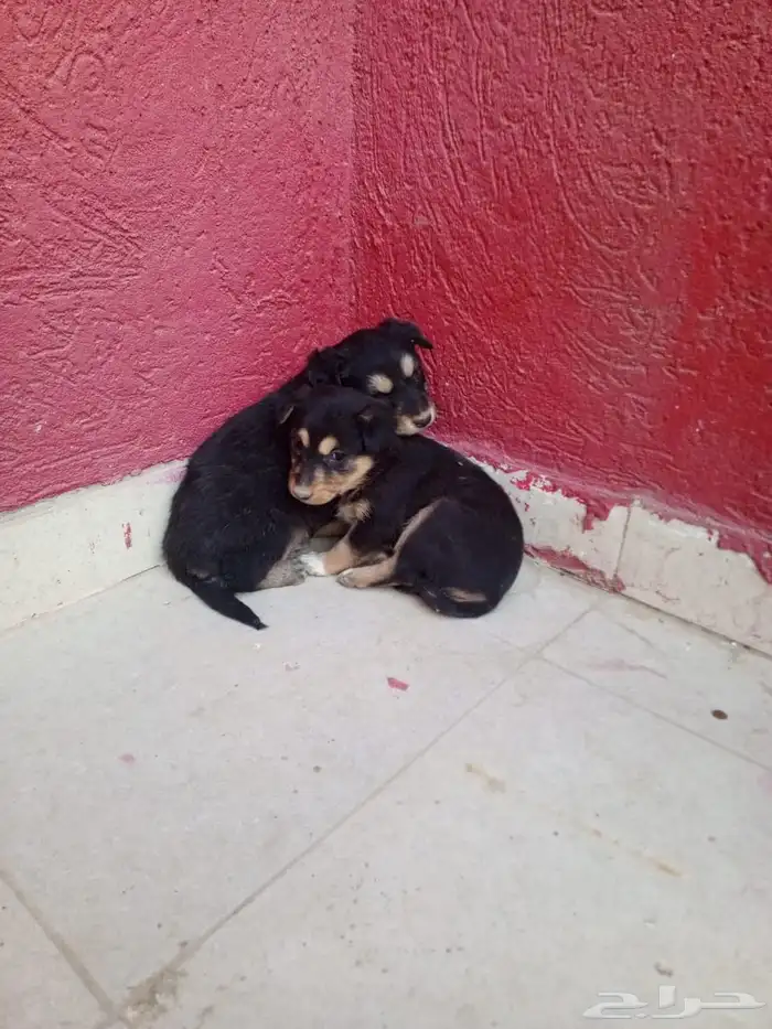 جروين روت وايلر 0