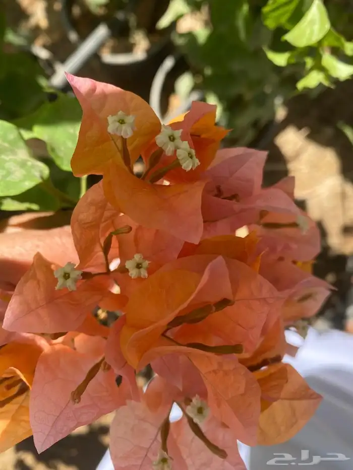 شتلات مشتل اشجار زينه 20