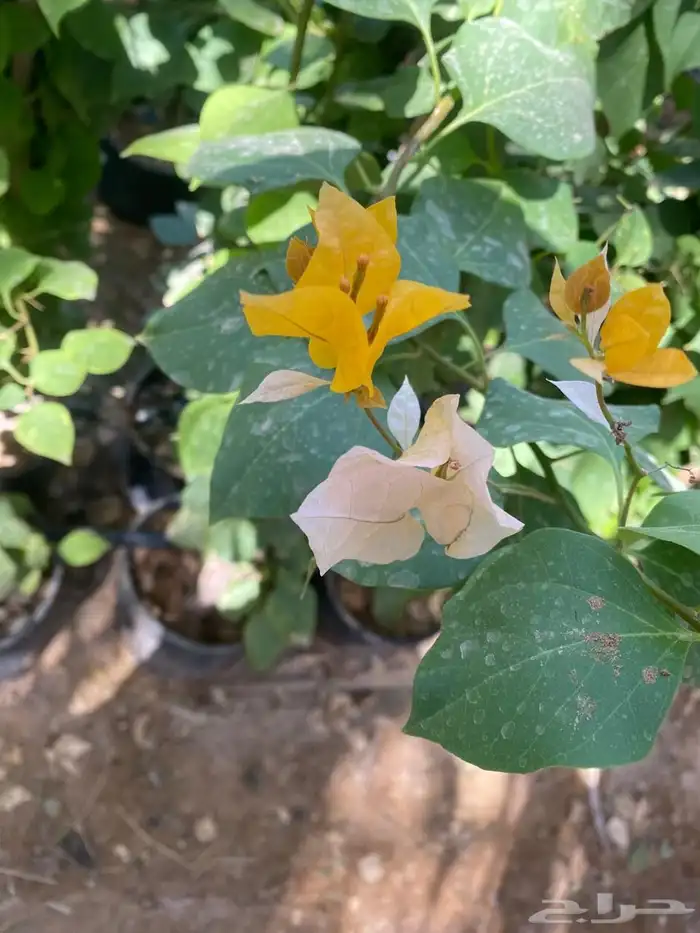 شتلات مشتل اشجار زينه 30