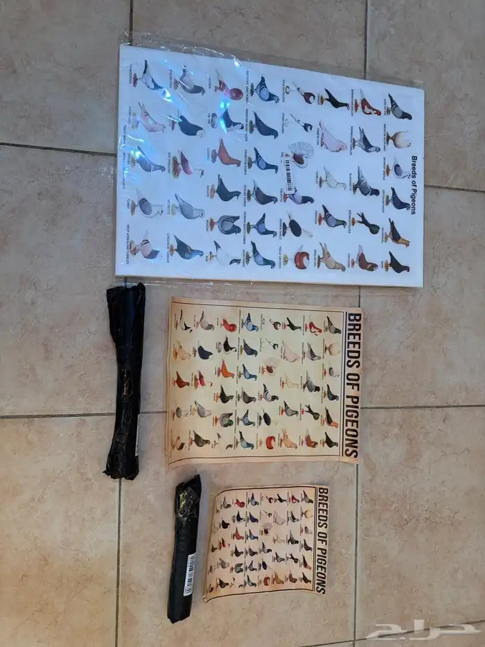 صور انواع الحمام 0