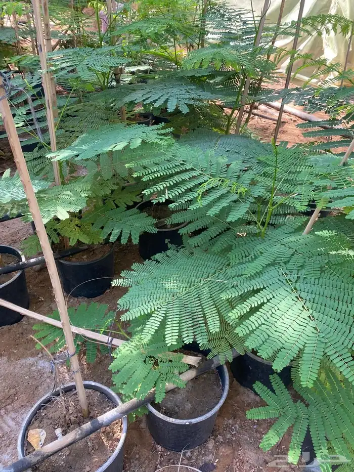 شتلات مشتل اشجار زينه 7