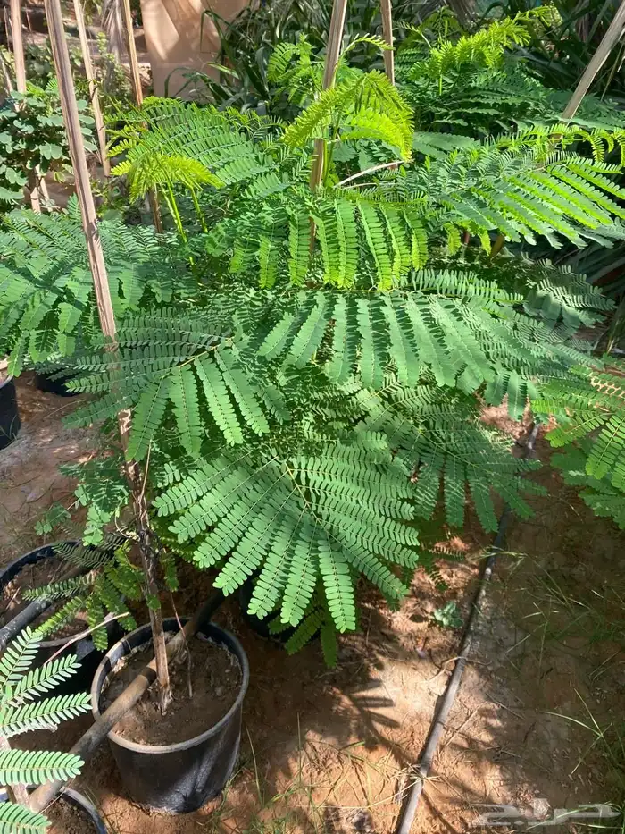 شتلات مشتل اشجار زينه 24