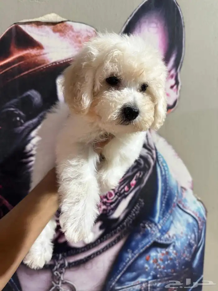 جراوي بودل لون ابيض 1