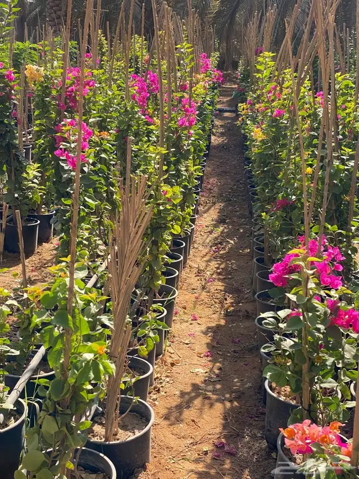 شتلات مشتل اشجار زينه 3