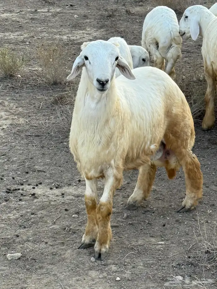 طليان في بلجرشي 2