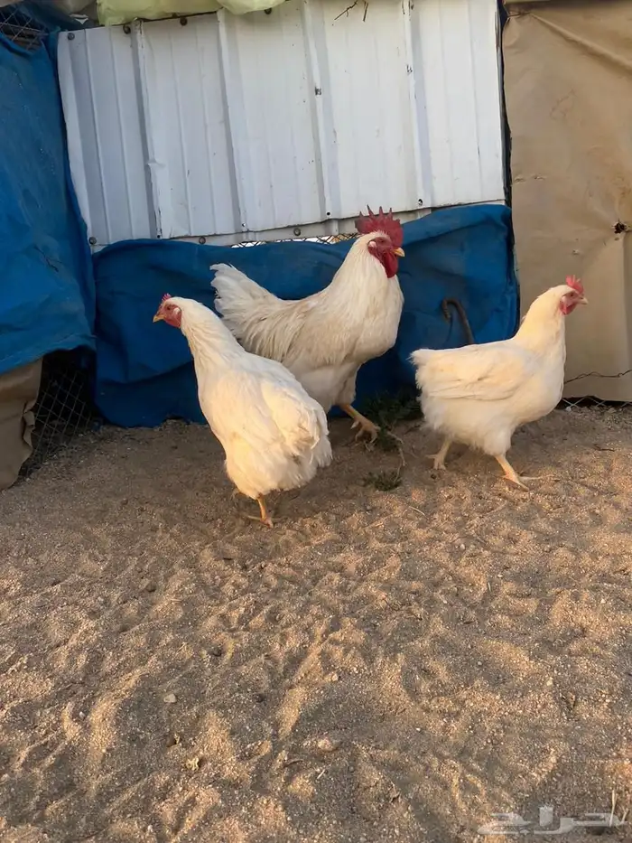 دجاج لوهمان بياض شرط 2