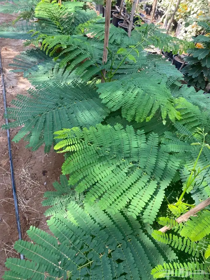 شتلات مشتل اشجار زينه 26